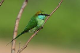 Żołna wschodnia - Merops orientalis - Green Bee-eater