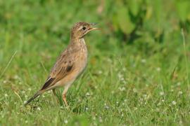 Świergotek rdzawy - Corydalla rufula - Paddyfield Pipit