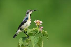 Nektarnik stalowy - Cinnyris asiaticus - Purple Sunbird