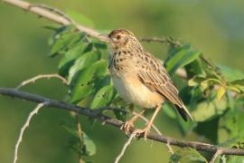 Skowroniec indyjski - Mirafra affinis - Jerdon's Lark