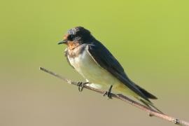 Dymówka - Hirundo rustica - Barn Swallow