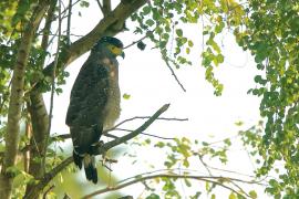 Weżojad czubaty - Spilornis cheela - Crested Serpent-Eagle