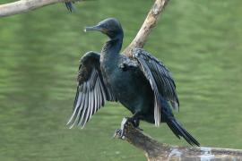 Kormoran indyjski - Phalacrocorax fuscicollis - Indian Cormorant