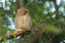 Sóweczka prążkowana - Glaucidium radiatum - Jungle Owlet