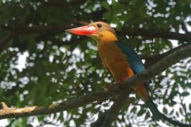 Łowiec niebieskoskrzydły - Pelargopsis capensis - Stork-billed Kingfisher