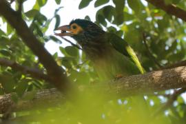 Pstrogłów nakrapiany - Psilopogon zeylanicus - Brown-headed Barbet