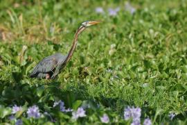 Czapla purpurowa - Ardea purpurea - Purple Heron