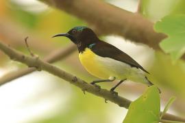 Nektarnik żółtobrzuchy - Leptocoma zeylonica - Purple-rumped Sunbird