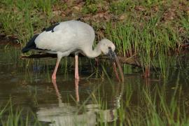 Kleszczak azjatycki - Anastomus oscitans - Asian Openbill