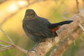 Opocznik - Saxicoloides fulicatus - Indian Robin