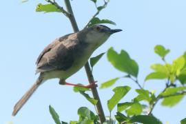 Prinia dżunglowa - Prinia sylvatica - Jungle Prinia