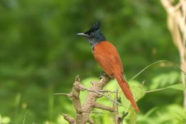 Muchodławka rajska - Terpsiphone paradisi - Indian Paradise-flycatcher