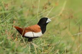 Mniszka kapturowa - Lonchura malacca - Black-headed Munia