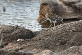 Ślepowron - Nycticorax nycticorax - Black-crowned Night-Heron