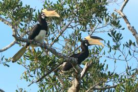 Dzioborożec orientalny - Anthracoceros coronatus - Malabar Pied Hornbill