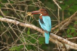 Łowiec krasnodzioby - Halcyon smyrnensis - White-breasted Kingfisher