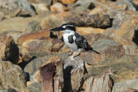 Rybaczek srokaty - Ceryle rudis - Pied Kingfisher