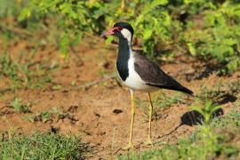 Czajka indyjska - Vanellus indicus - Red-wattled Lapwing