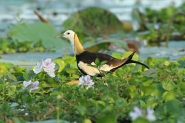 Długoszpon chiński - Hydrophasianus chirurgus - Pheasant-tailed Jacana