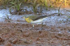 Pliszka żółta - Motacilla flava - Yellow Wagtail