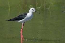 Szczudłak zwyczajny - Himantopus himantopus - Black-winged Stilt