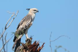 Wojownik indyjski - Nisaetus cirrhatus - Changeable Hawk Eagle