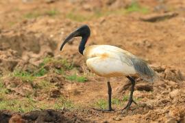 Ibis siwopióry - Threskiornis melanocephalus - Black-headed Ibis