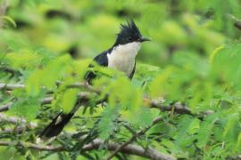 Kukułka czarno-biała - Clamator jacobinus - Jacobin Cuckoo