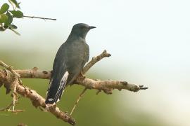 Kukułka siwobrzucha - Cacomantis passerinus - Grey-bellied Cuckoo