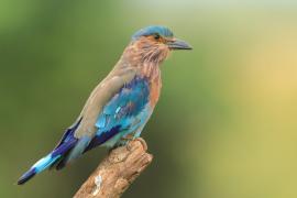 Kraska orientalna - Coracias benghalensis - Indian Roller