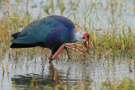 Modrzyk siwogłowy - Porphyrio p. poliocephalus - Grey-headed Swamphen