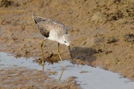 Brodziec pławny -Tringa stagnatilis - Marsh Sandpiper