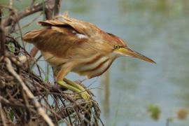 Bączek żółtawy - Ixobrychus sinensis - Yellow Bittern