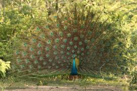 Paw indyjski - Pavo cristatus - Indian Peafowl