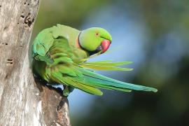 Aleksandretta obrożna - Psittacula krameri - Rose-ringed Parakeet