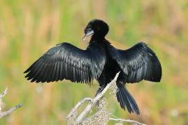 Kormoran skromny - Microcarbo niger - Little Cormorant