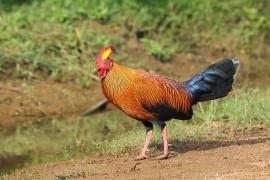 Kur cejlonski - Gallus lafayetii - Sri Lanka Junglefowl