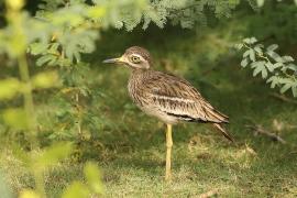 Kulon indyjski - Burhinus oedicnemus indicus - Indian Stone-curlew