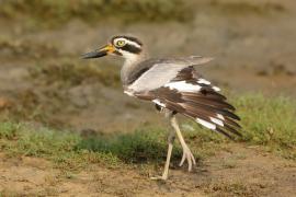 Kulon wielkodzioby - Esacus recurvirostris - Great Thick-knee