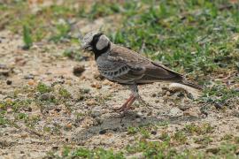 Pustynka szarawa - Eremopterix griseus - Ashy-crowned Sparrow Lark