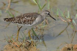 Łęczak - Tringa glareola - Wood Sandpiper