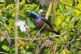 Nektarnik długodzioby - Cinnyris lotenius - Long-billed Sunbird