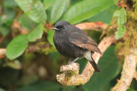 Kląskawka czarna - Saxicola caprata - Pied Bush Chat