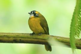 Bilbil żółtouchy - Pycnonotus penicillatus - Yellow-eared Bulbul