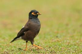 Majna brunatna - Acridotheres tristis - Common Myna