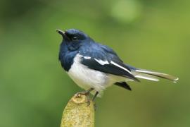 Sroczek zmienny - Copsychus saularis - Oriental Magpie-Robin