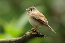 Muchołówka białogardła - Muscicapa muttui - Brown-breasted Flycatcher