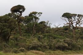 Park Narodowy Horton Plains.