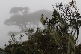 Park Narodowy Horton Plains.