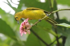 Szczeciak złotolicy - Acritillas indica - Yellow-browed Bulbul